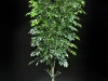 8' Ficus on Birch Bark (special)