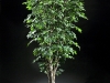 7' Ficus Benjamina on Birch Bark