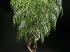 8' Weeping Willow on Dragon wood