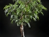 7.5' Weeping Ficus on Manzanita