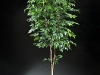 7' Ficus on Birch Bark (special)