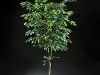 6' Ficus on Birch Bark (special)