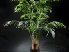 6' Kentia palm 2 stems