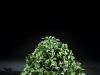 17.5 inch Green Pothos 3 stems