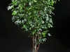 8' Ficus on Manzanita