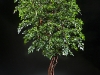8' Oriental Ficus on Manzanita